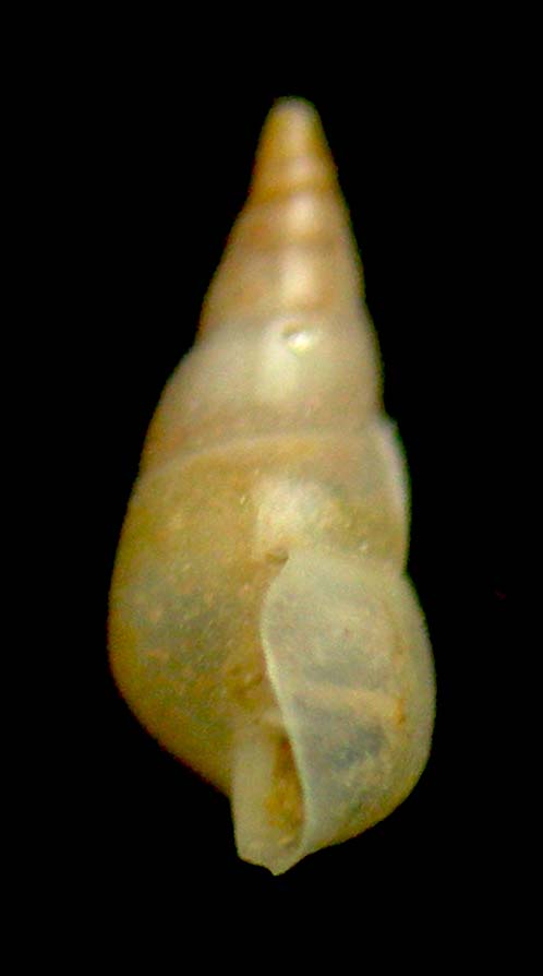 sabinella bonifaciae